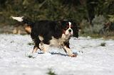 CAVALIER KING CHARLES 486